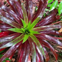 M Springer_bromelia